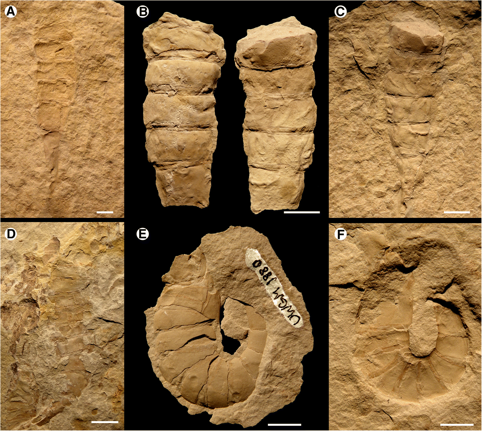 Fig. 11