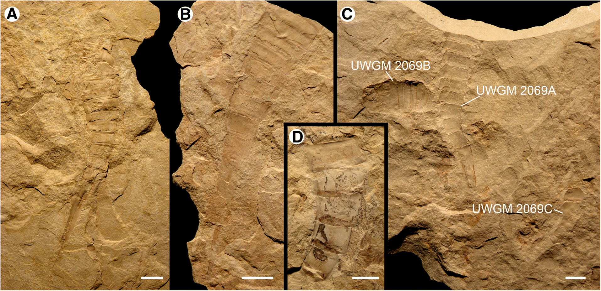 Fig. 12