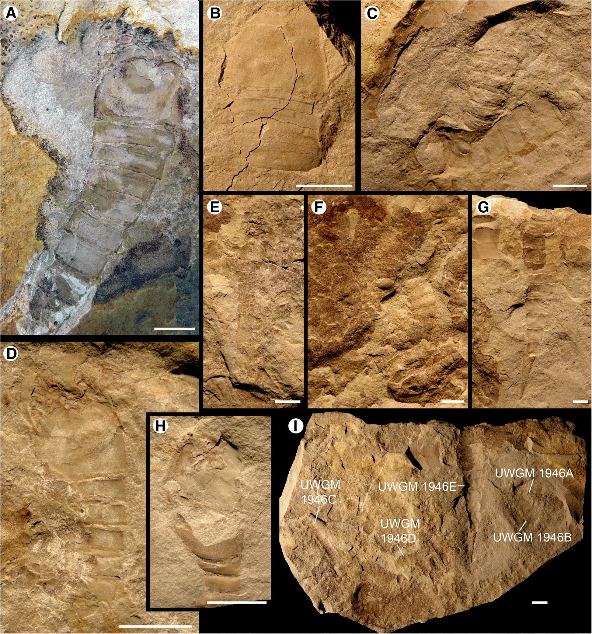 Fig. 8