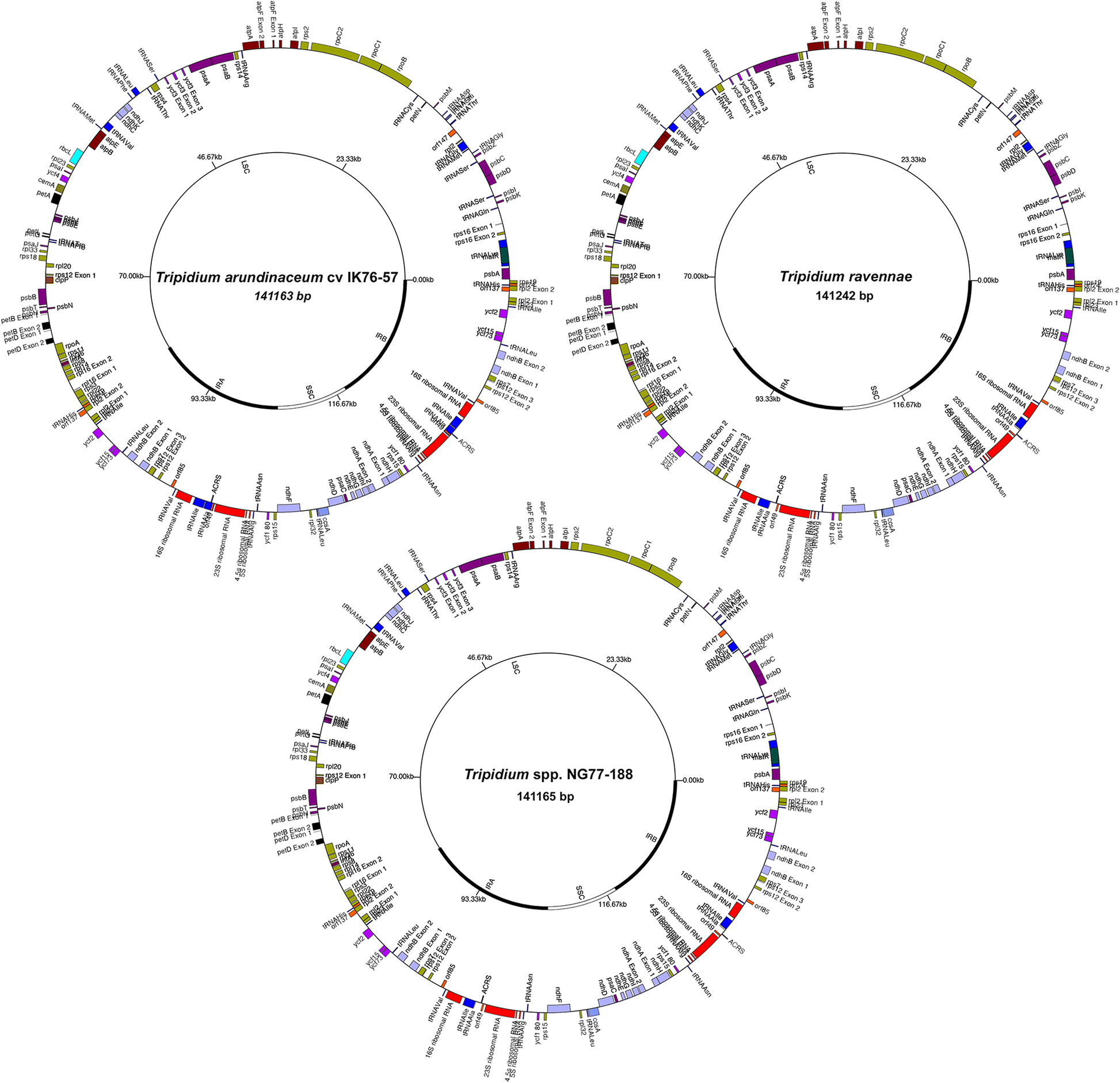 Fig. 2