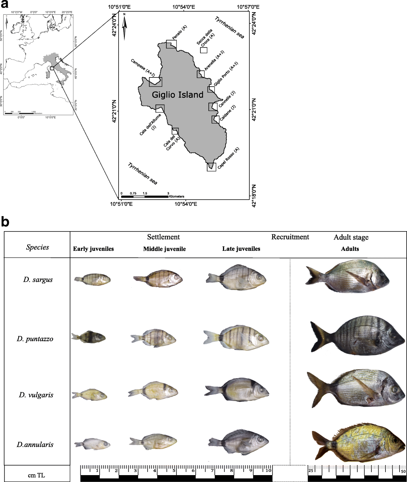 Fig. 6