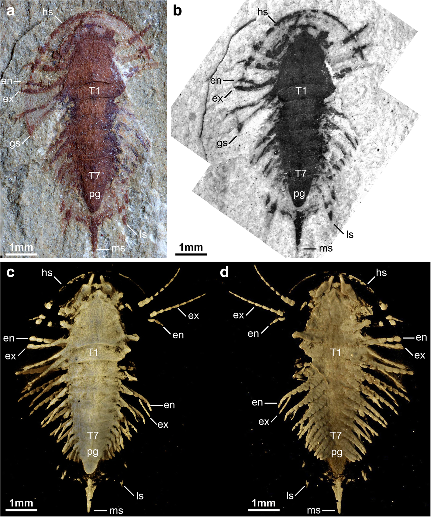 Fig. 1