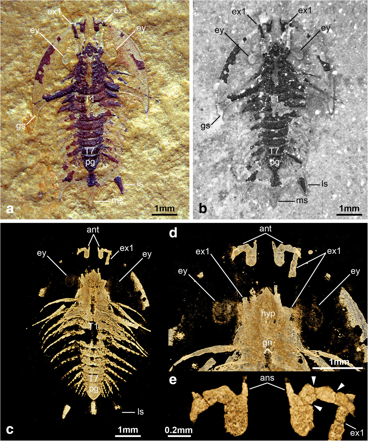 Fig. 4