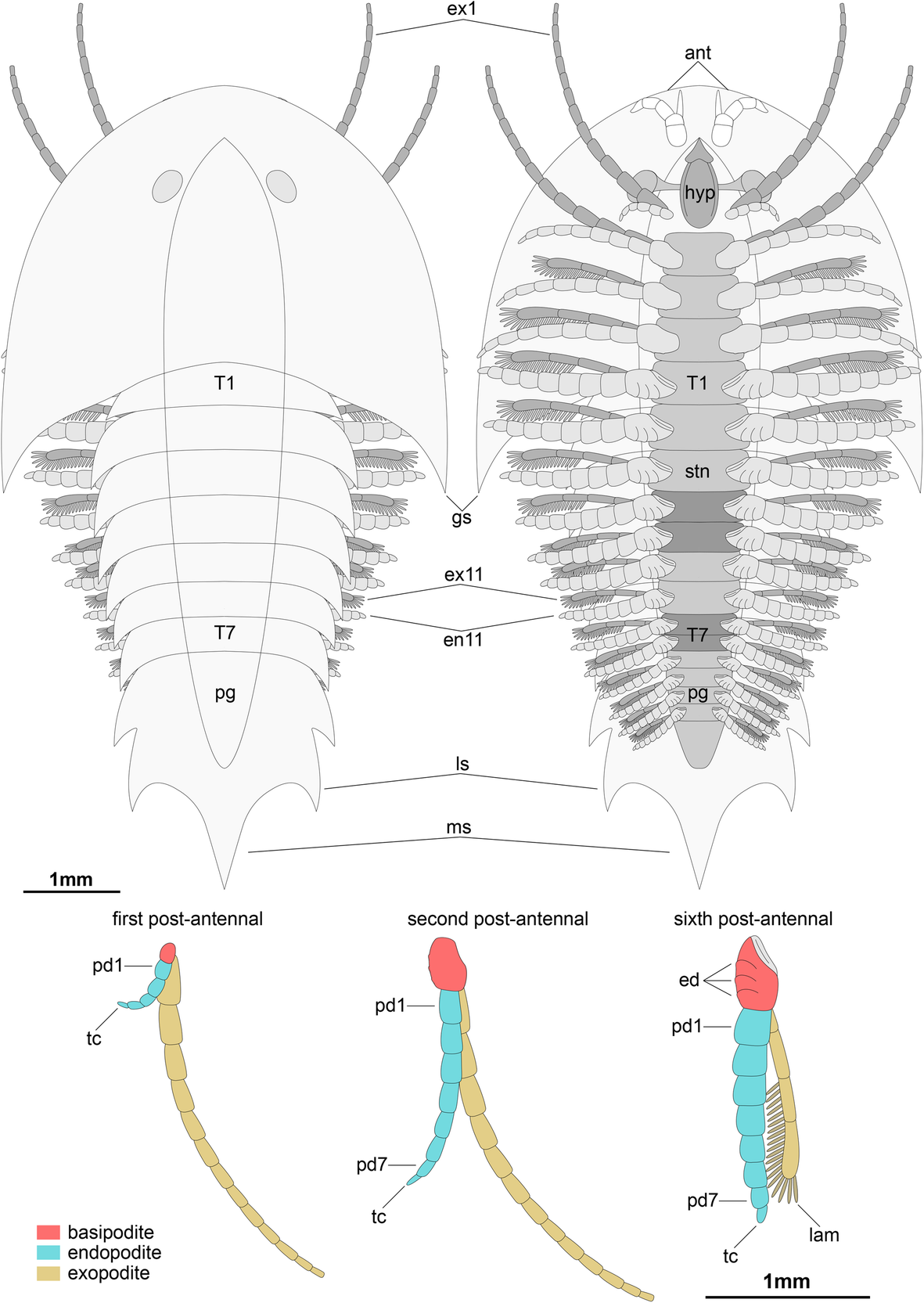 Fig. 7