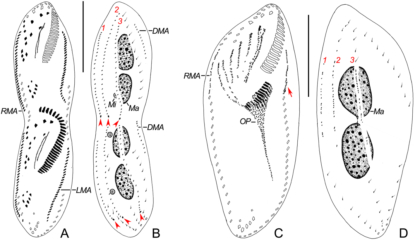 Fig. 7