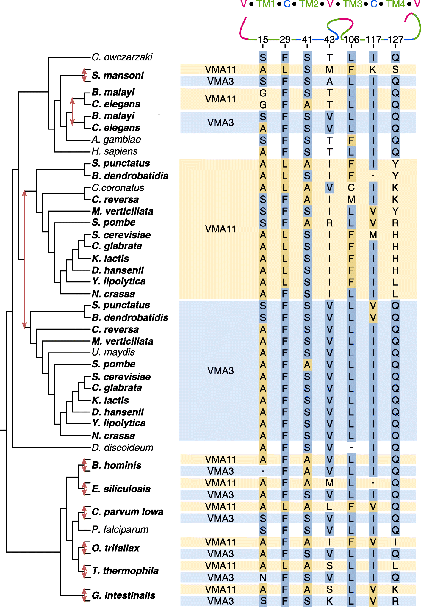 Fig. 7