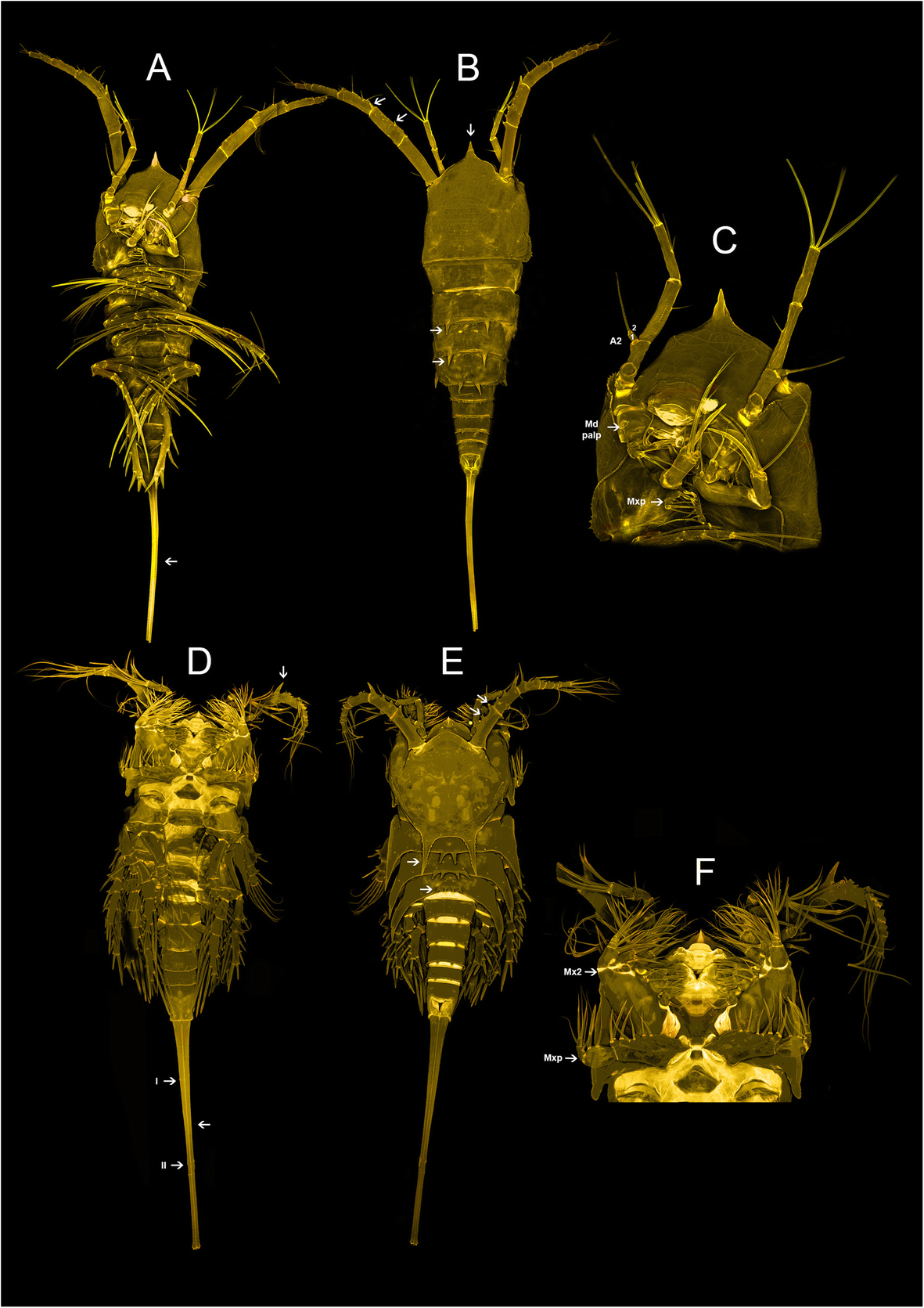 Fig. 6