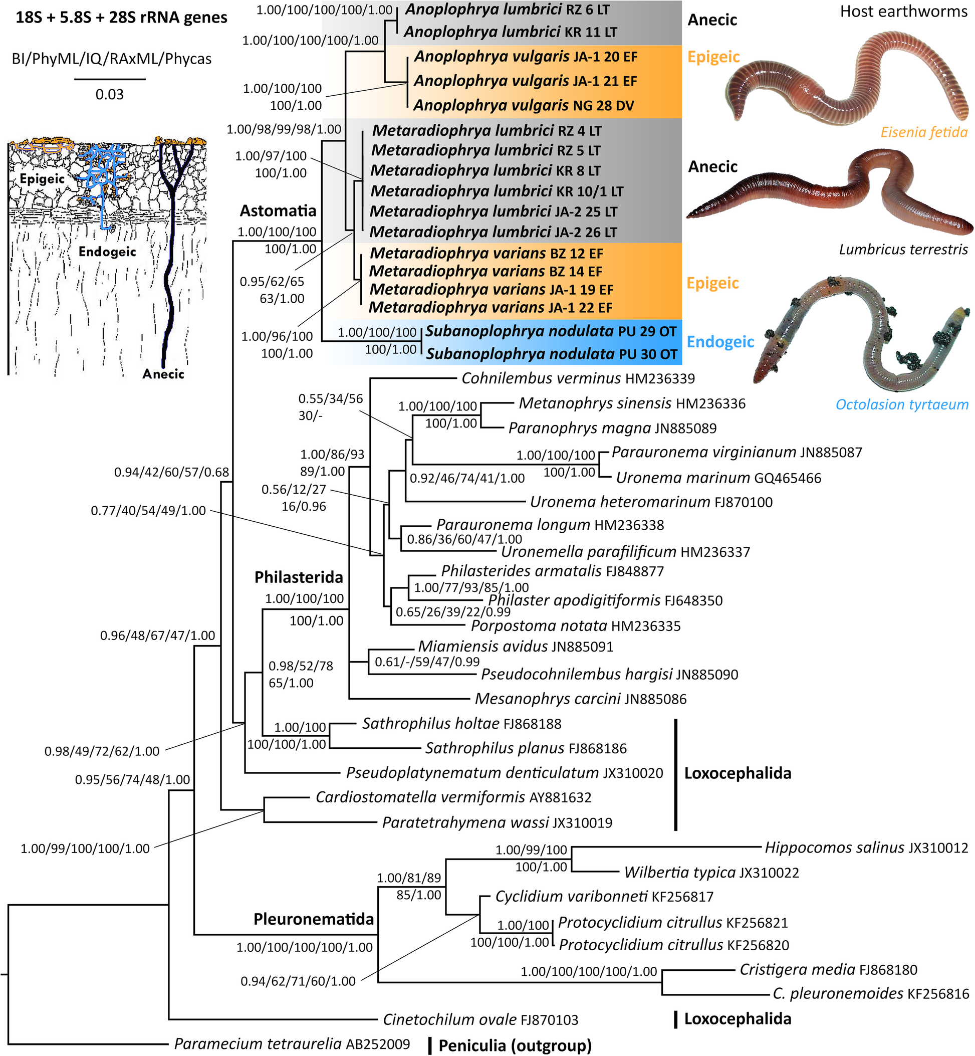 Fig. 3