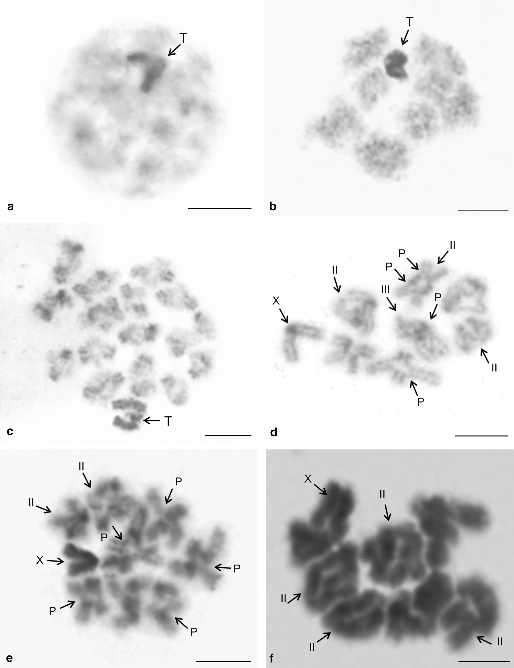 Fig. 13