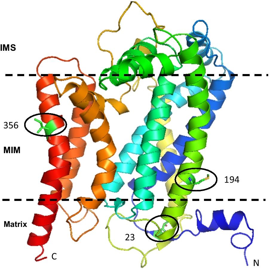 Fig. 2