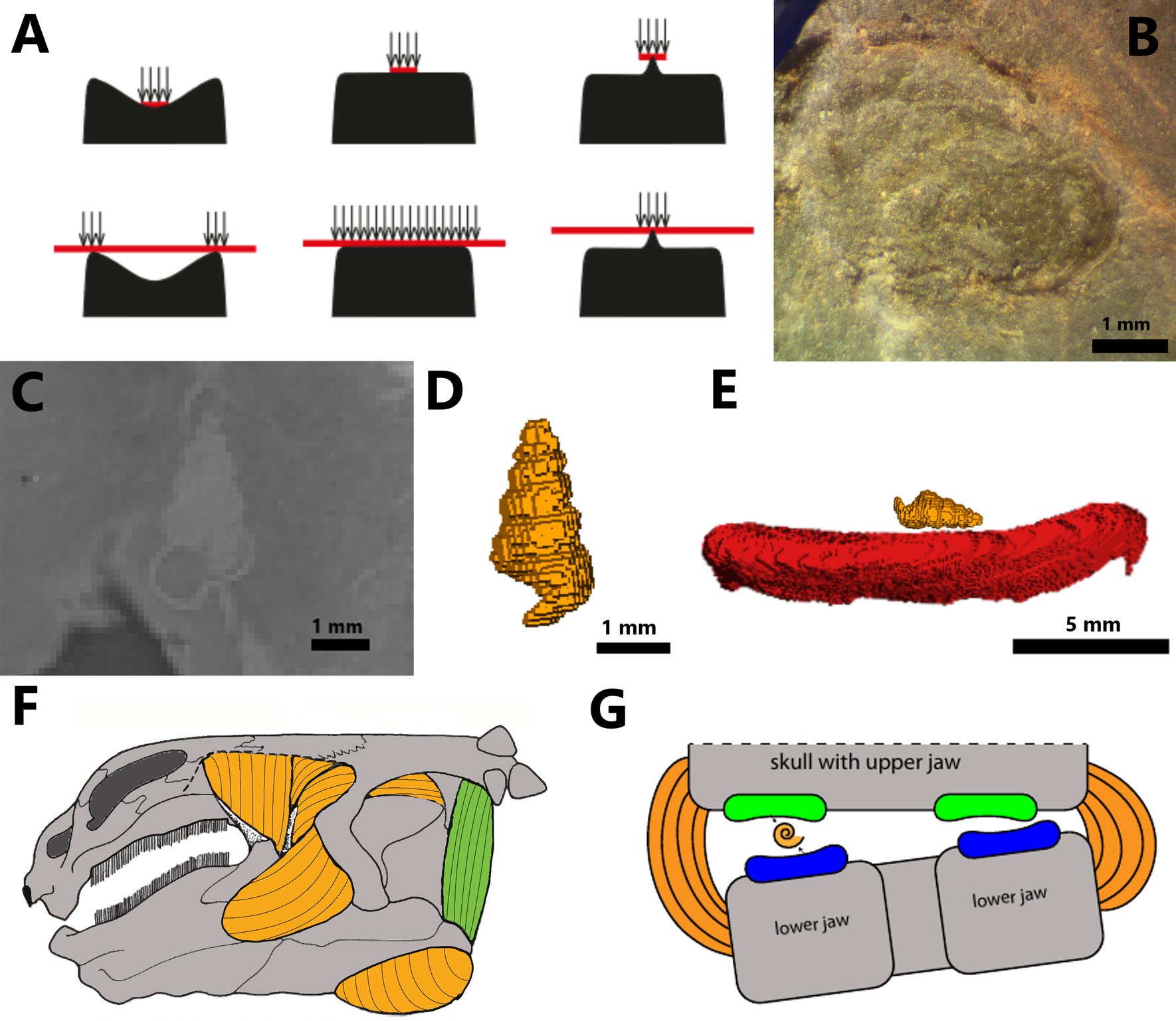 Fig. 7