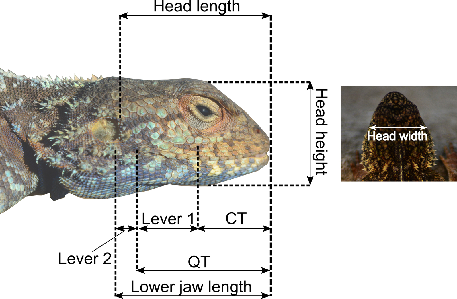 Fig. 2