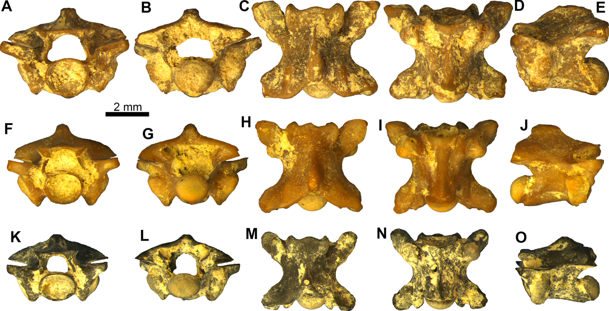 Fig. 10