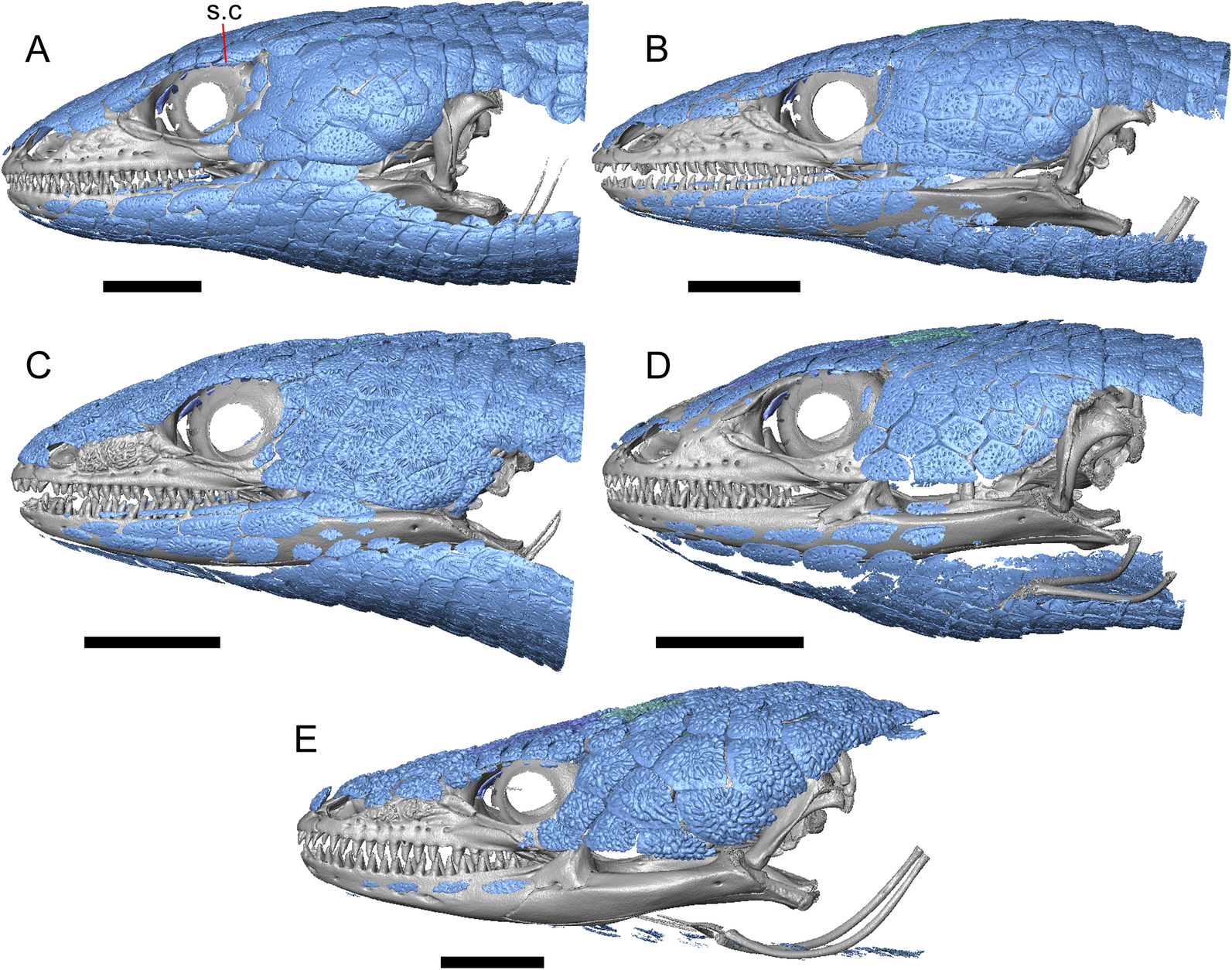 Fig. 47