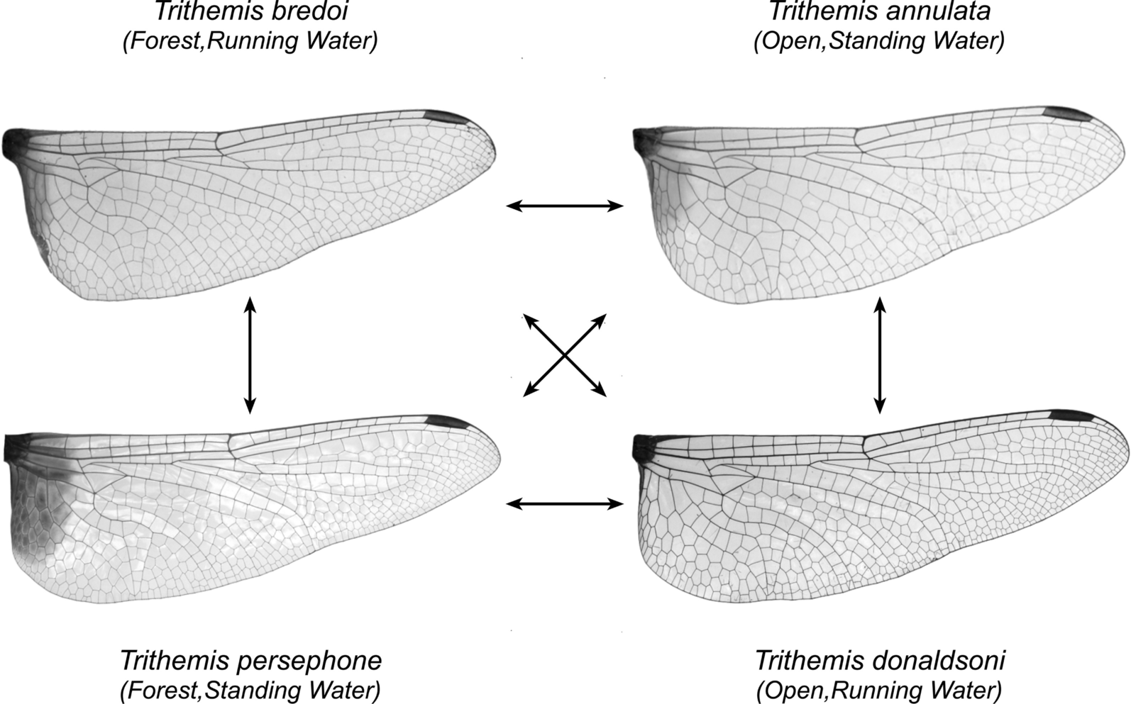 Fig. 11