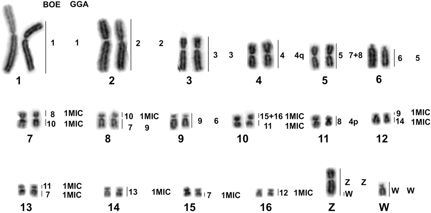 Fig. 5