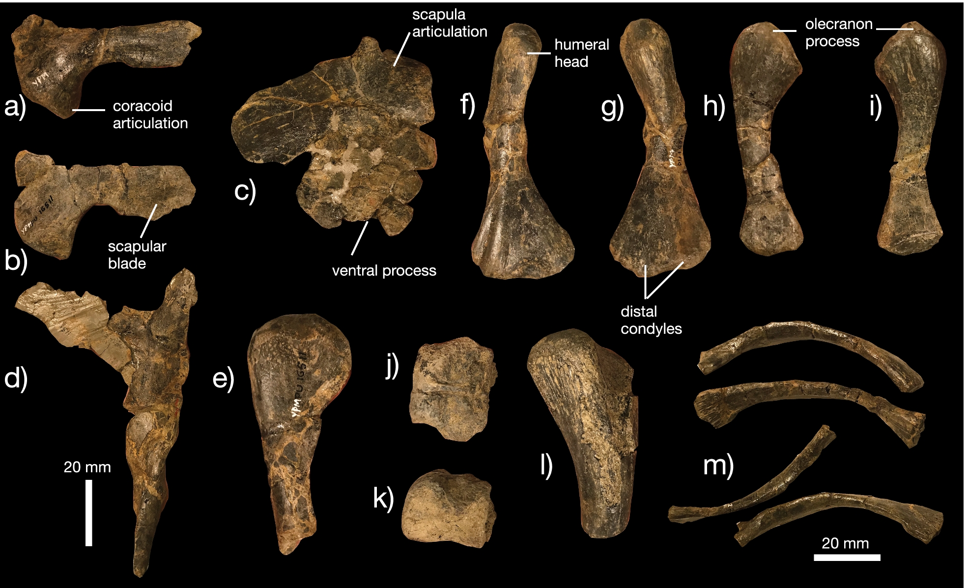 Fig. 10