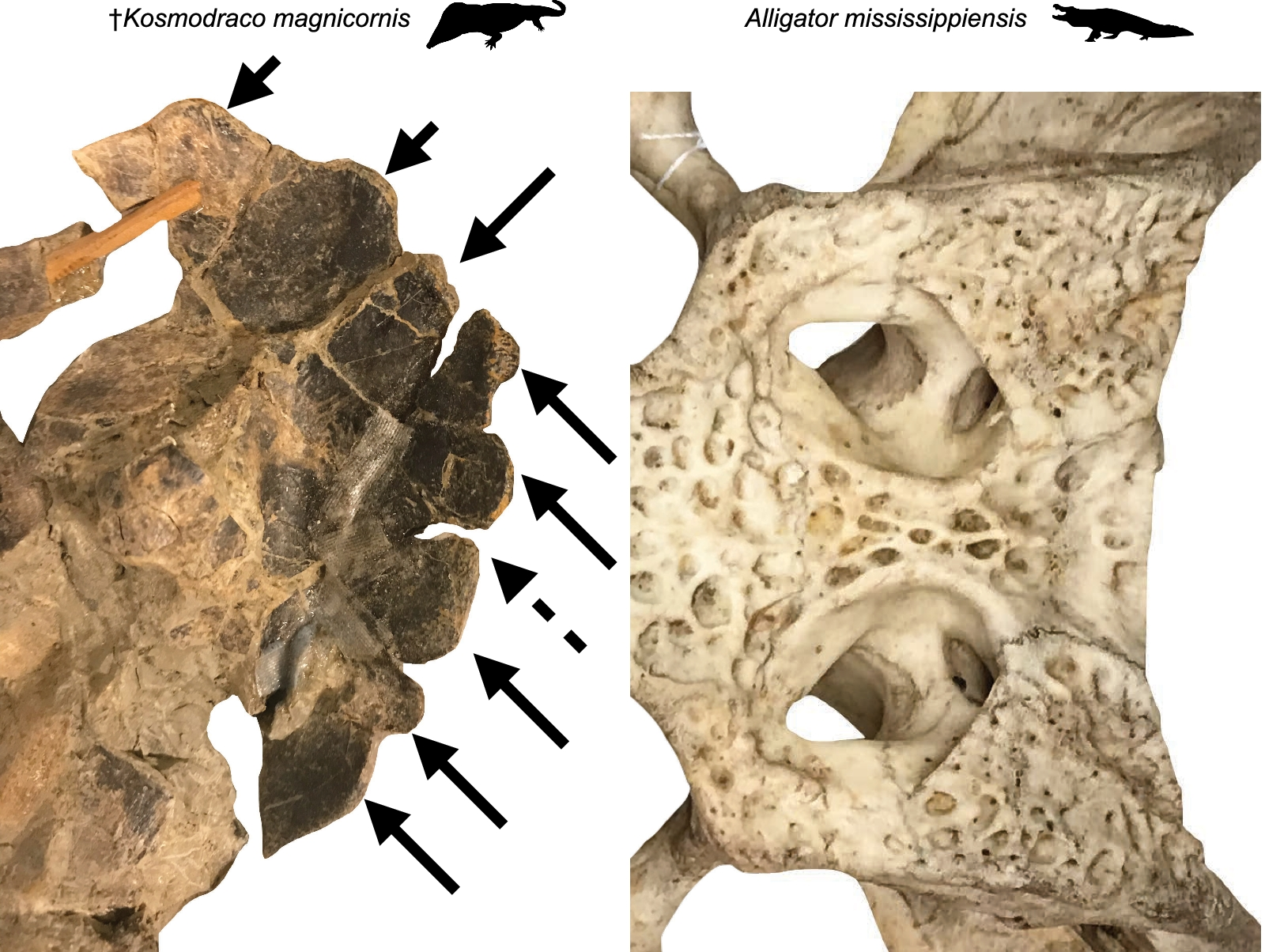 Fig. 14