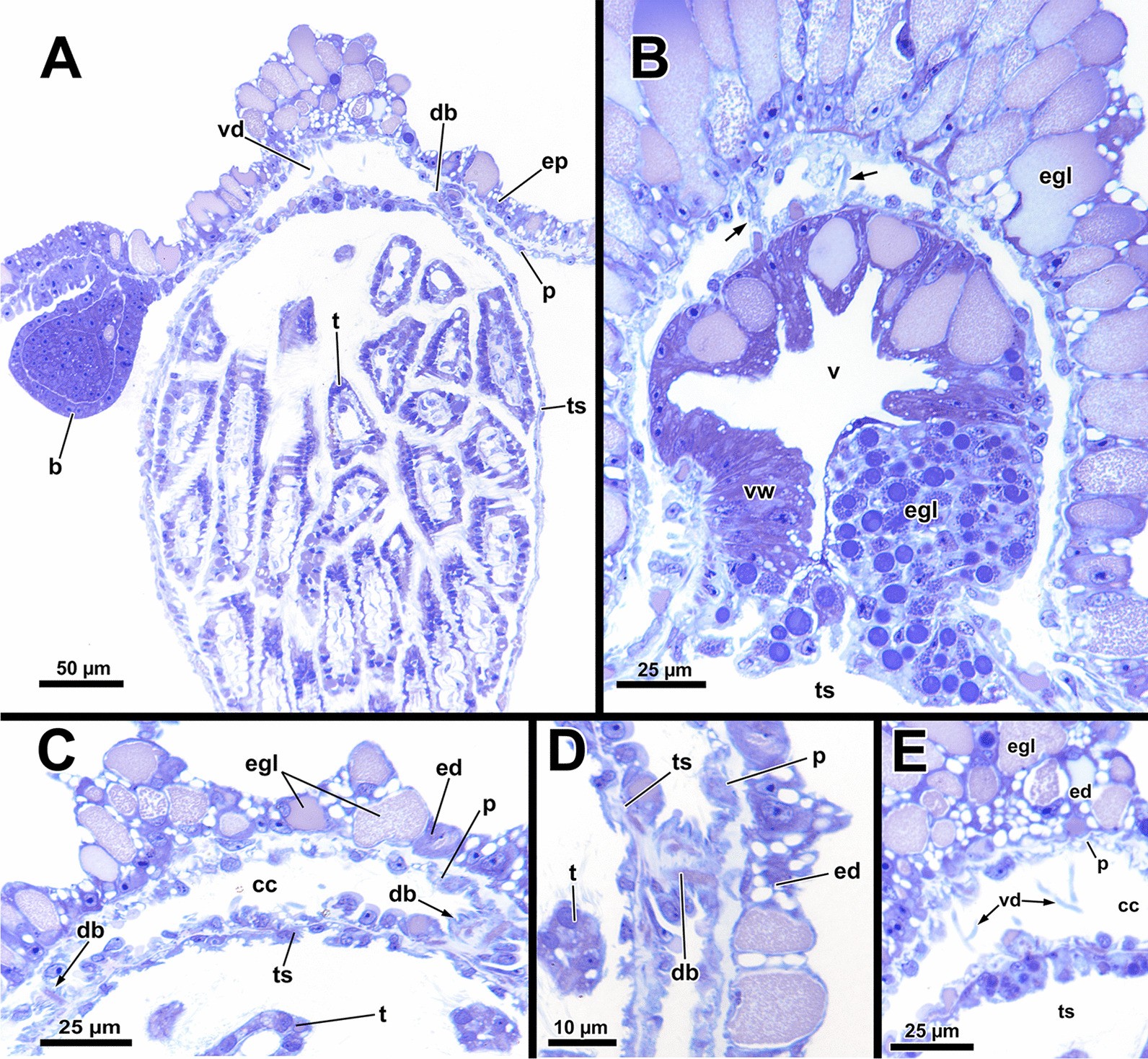 Fig. 18