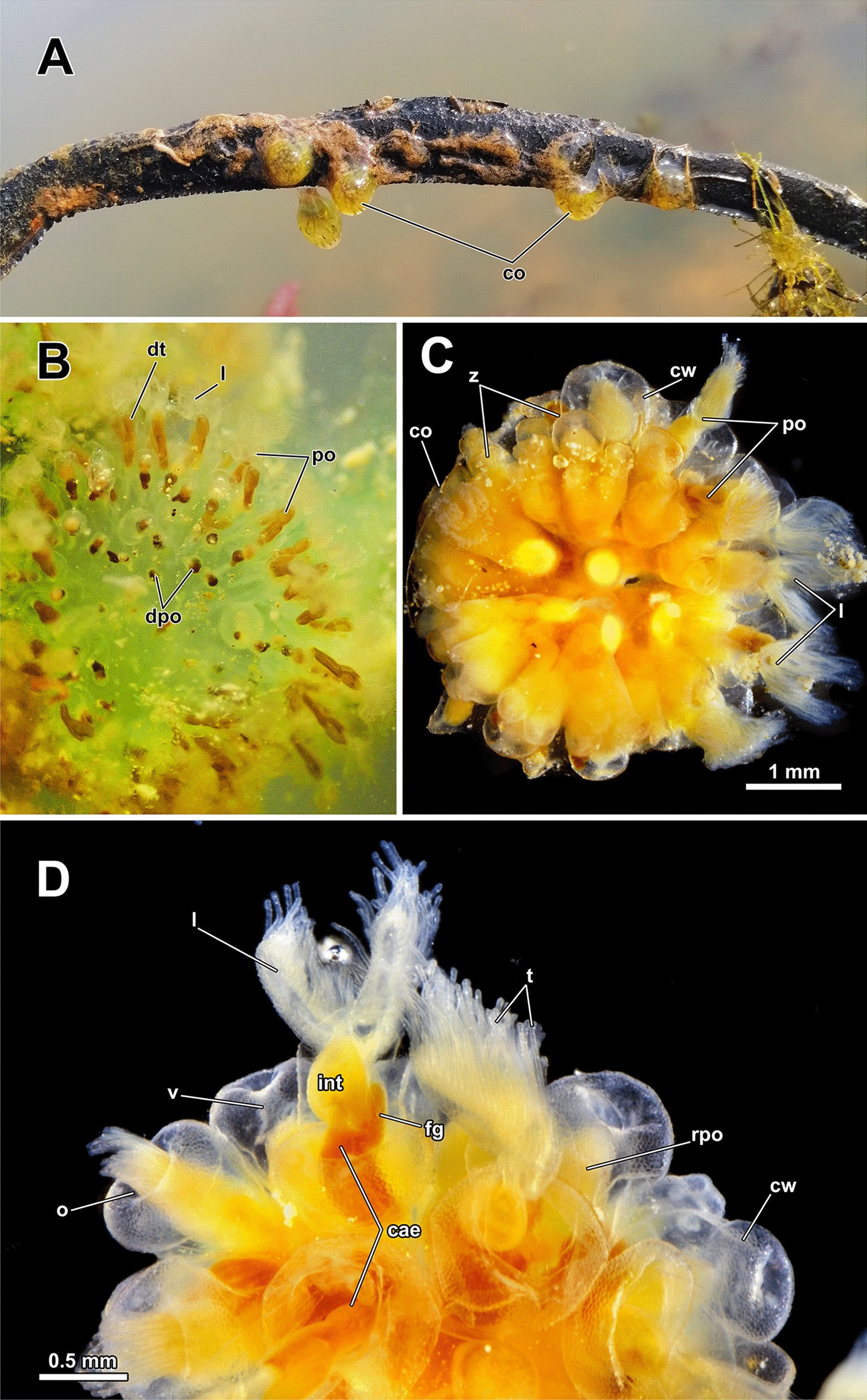 Fig. 1