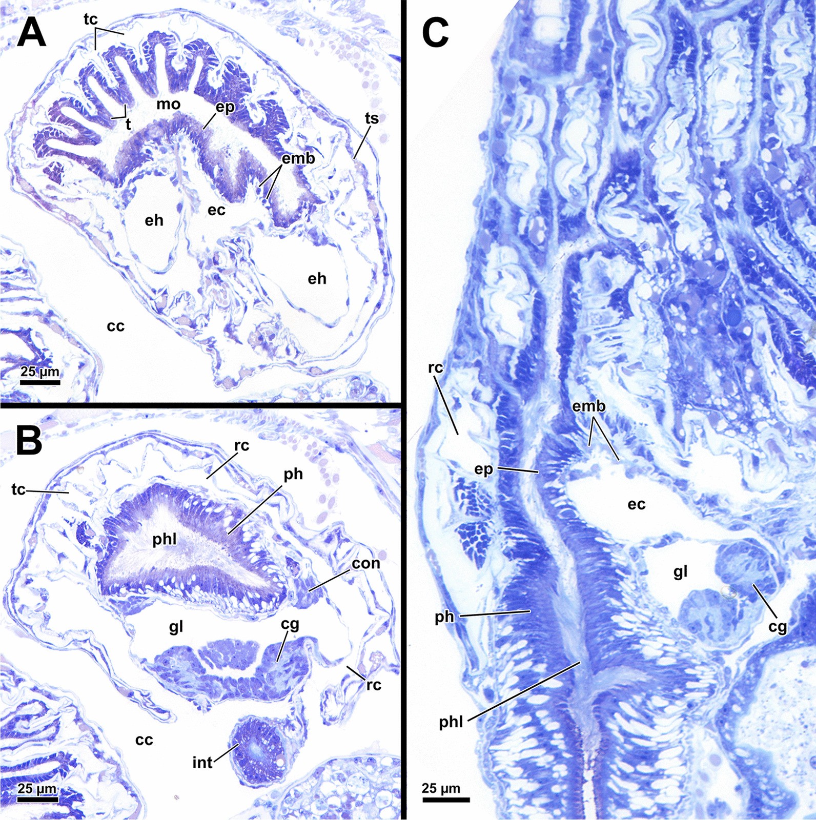 Fig. 20