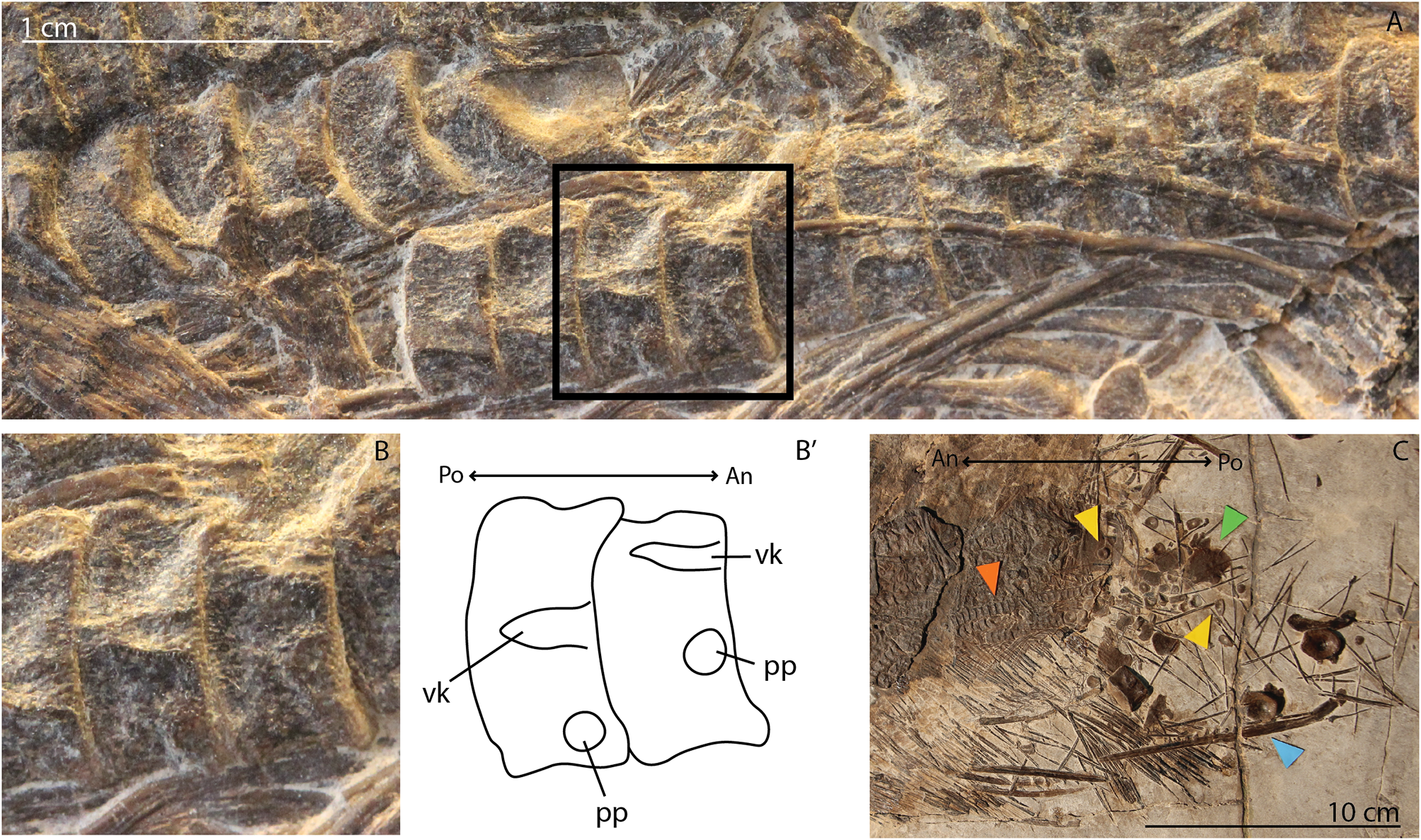 Fig. 1