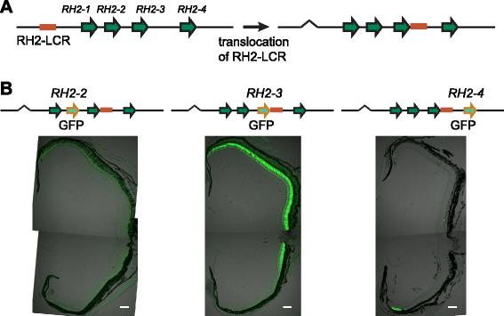 Fig. 4