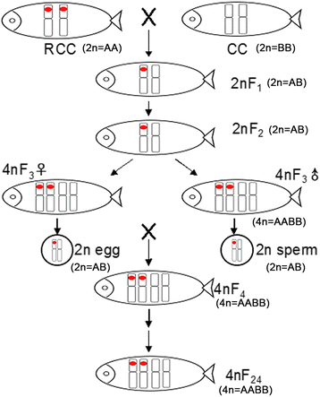 Fig. 5