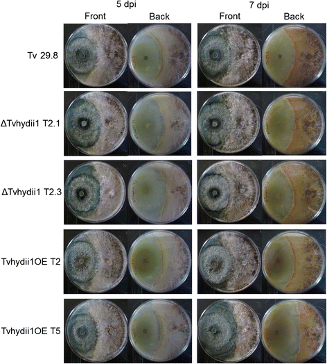 Fig. 7