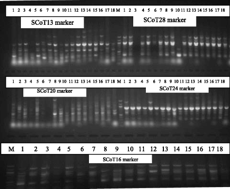 Assessment of genetic diversity in Vigna unguiculata L. (Walp) accessions  using inter-simple sequence repeat (ISSR) and start codon targeted (SCoT)  polymorphic markers | BMC Genomic Data | Full Text