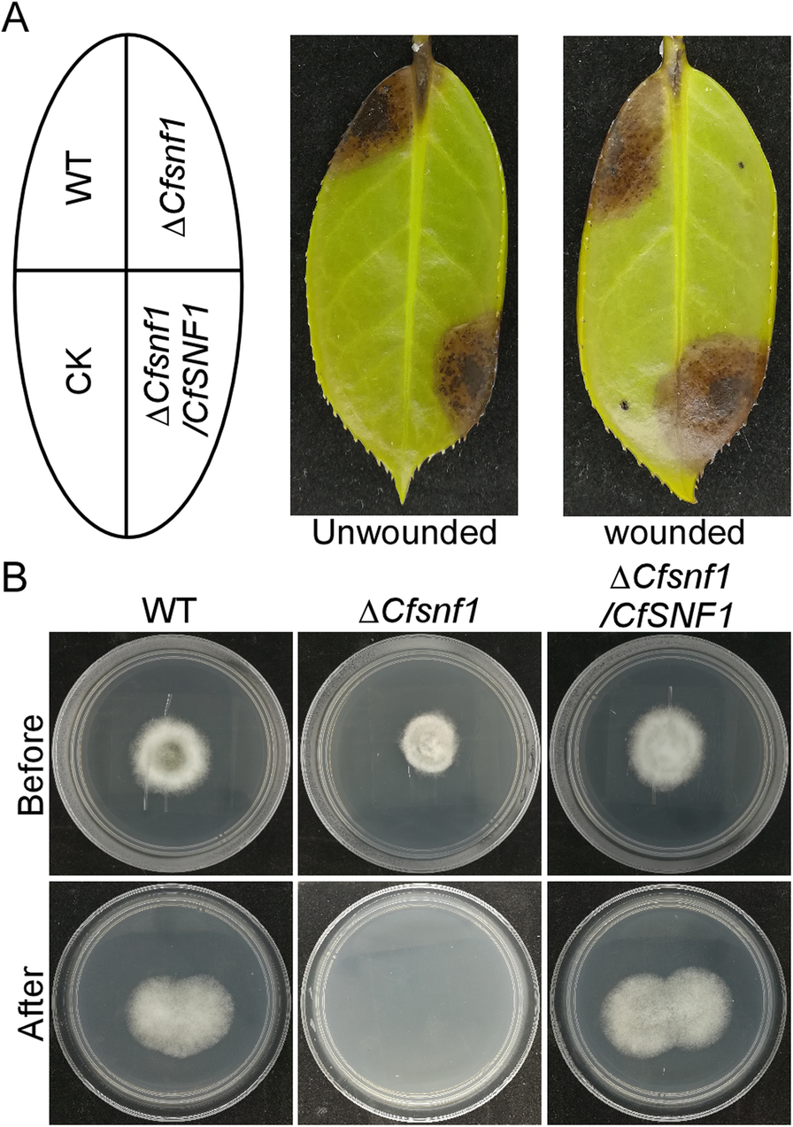 Fig. 4