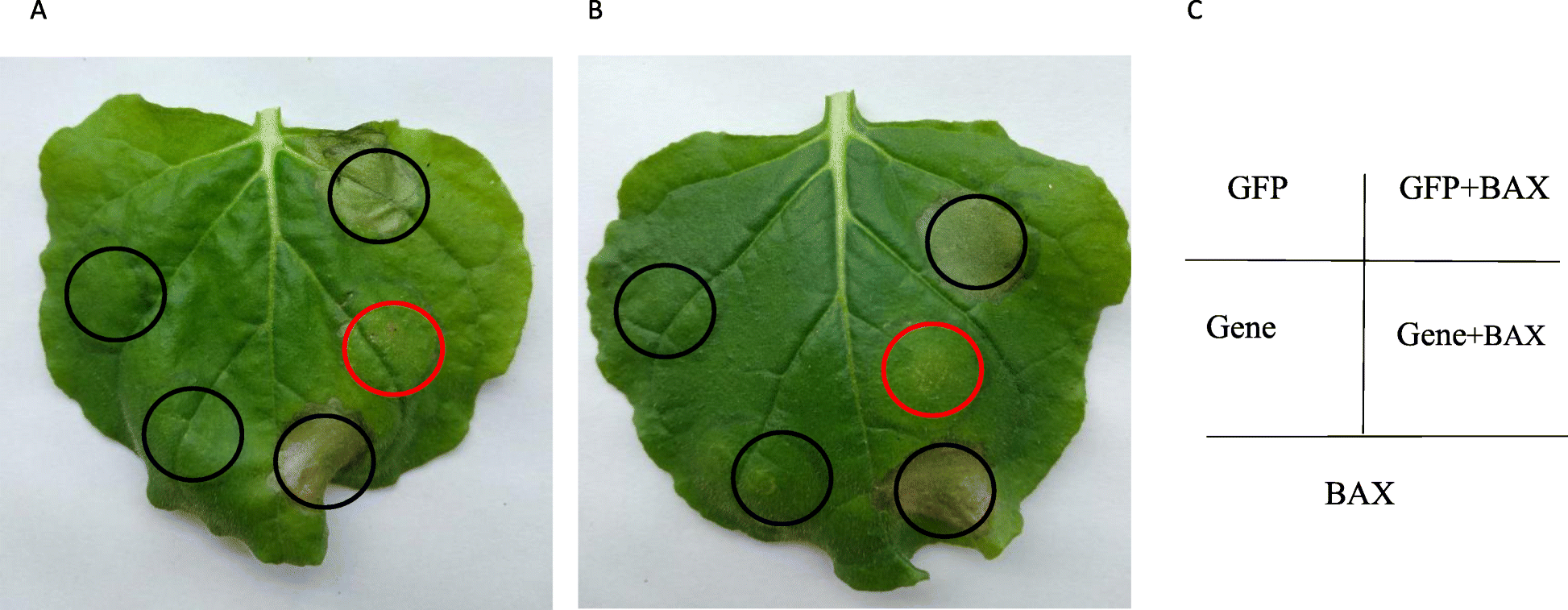 Fig. 4