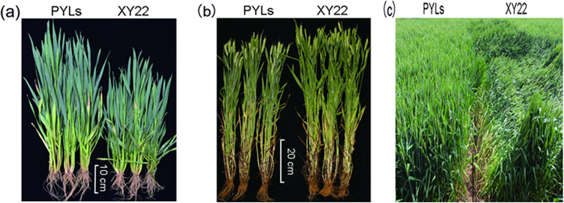 Fig. 3