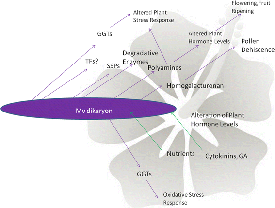 Fig. 5