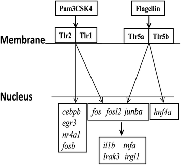 Fig. 6