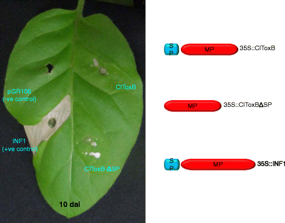 Fig. 9