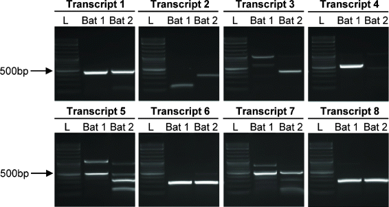 Fig. 6