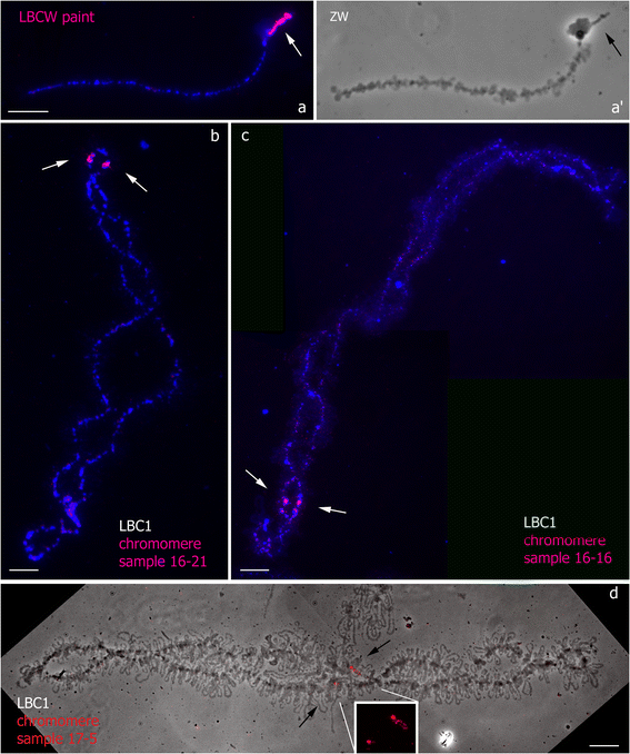 Fig. 4