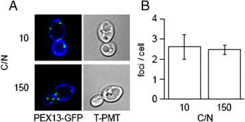 Fig. 5