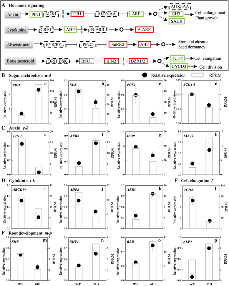 Fig. 7