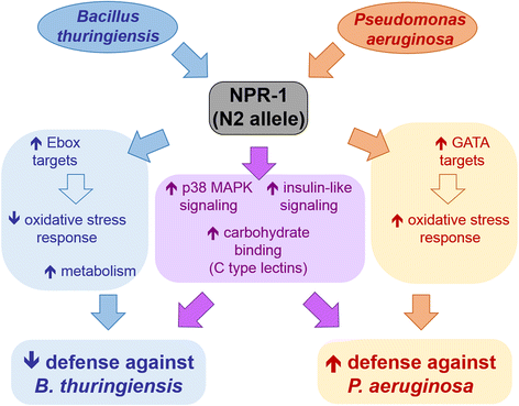 Fig. 12