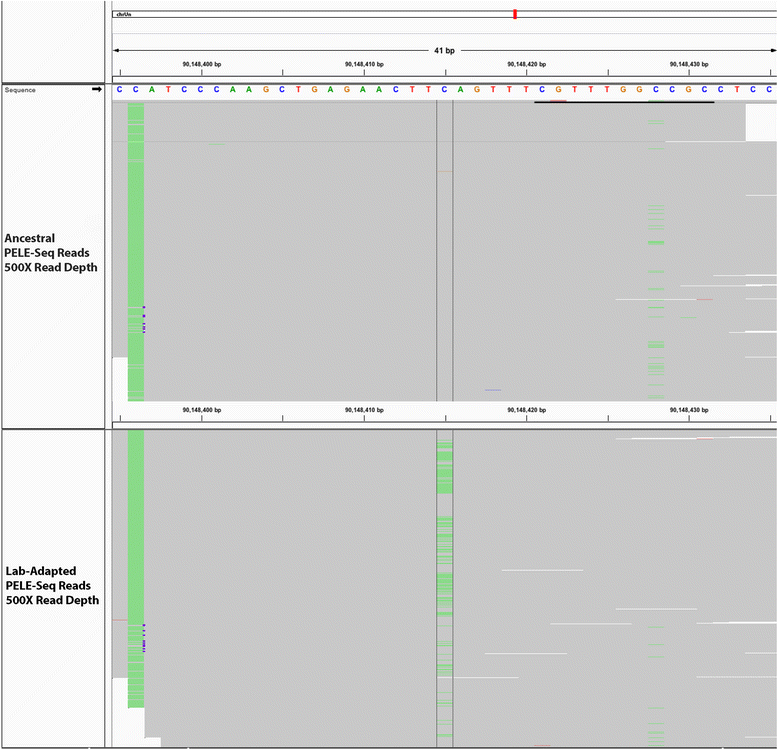 Fig. 12