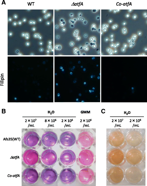 Fig. 7