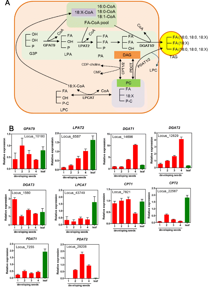 Fig. 7