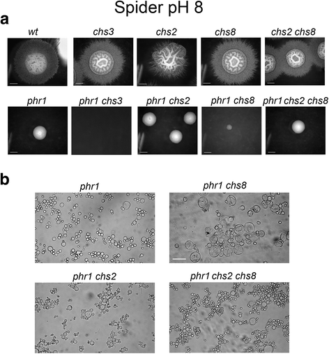 Fig. 6