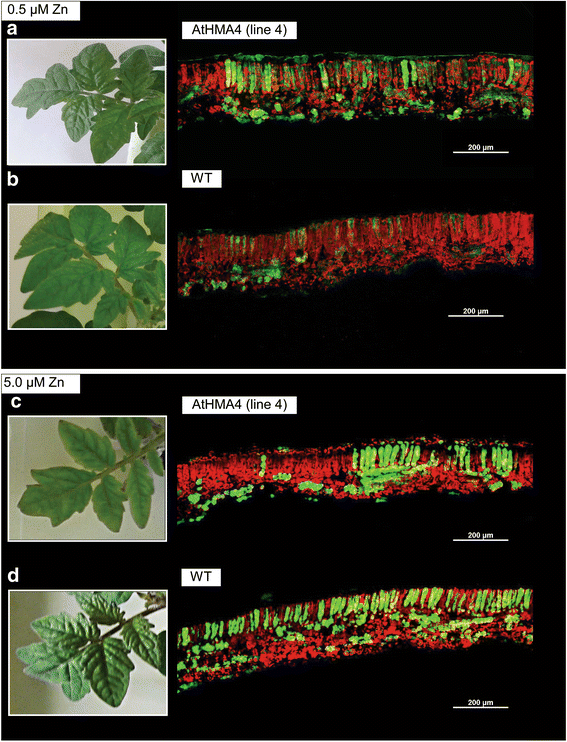 Fig. 9