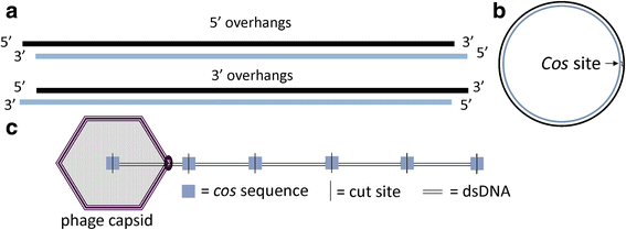 Fig. 9