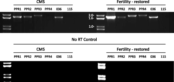 Fig. 5