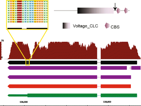 Fig. 7