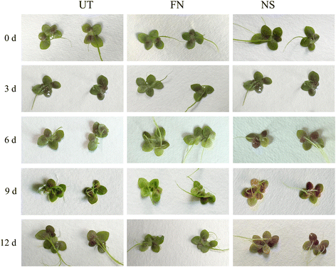 Fig. 5